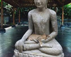 Timeline Photos Unofficial Grumpy Cat Cat Day Cat Buddha Cat Memes