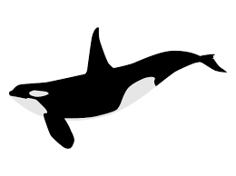 Killer whales can be found in many different places, from the polar regions to the temperate waters. Gratis Malvorlagen Orca Coloring And Malvorlagan