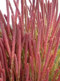 Image result for Salicornia perrieri