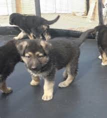 What kind of dogs live in prescott az? Pure Bred German Shepherd Puppies For Sale 6 Weeks Old For Sale In Mesa Arizona Classified Americanlisted Com