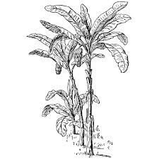 Banana Trees 868k Plant Sketches Drawings Banana Tree