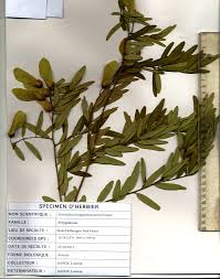 Image result for Securidaca longepedunculata