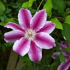 Image result for Clematis pulchra