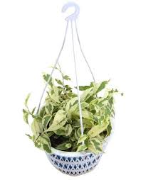 Image result for Fuirena sagittata