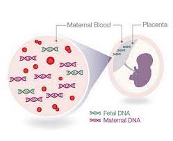 What Is Nipt Blood Test How Accurate Is Gender Determination At The Nipt Test