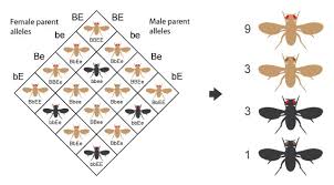 This dihybrid cross of pea plants involves the genes for seed color and texture. Some Genes Are Transmitted To Offspring In Groups Via The Phenomenon Of Gene Linkage Learn Science At Scitable