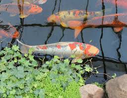 5 ikan pembersih kolam ikan koi. Agar Air Kolam Ikan Tidak Mudah Keruh Airnya Selalu Jernih Dan Bening Arafuru