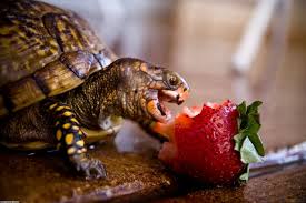 Maybe you would like to learn more about one of these? Gif Image Most Wanted I Like Turtles Gif Imgur