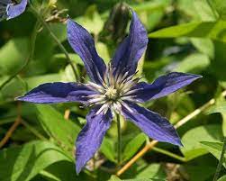 Check spelling or type a new query. Clematis Sapphire Indigo Bluestone Perennials