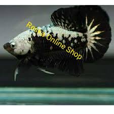 Beli black samurai cupang online berkualitas dengan harga murah terbaru 2021 di tokopedia! Ikan Cupang Black Samurai Shopee Indonesia