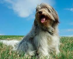 dlinnosherstnye porody sobak s fotografiyami i nazvaniyami