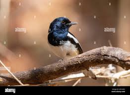 Dyal hi-res stock photography and images