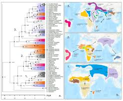 Image result for Digitaria monodactyla