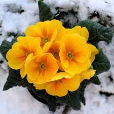Check spelling or type a new query. 15 Best Plants That Bloom In Winter Flowers That Develop In The Cold