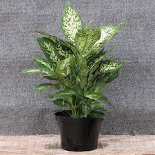 We did not find results for: Dieffenbachia Nature Hills Nursery