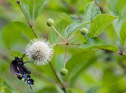 Some caterpillars like variety in their diet. What Do Butterflies Eat Nectar Plants Generally