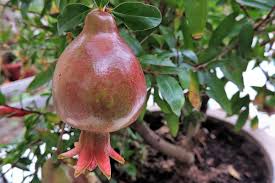 Maybe you would like to learn more about one of these? Growing A Pomegranate Plant Propagation Care Gardening Tips