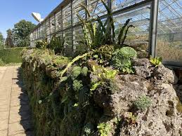 Alpine Wall Rhs Wisley In 2020 Plants Garden Rhs
