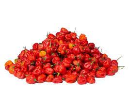 Fresh Pepper(Atarodo)