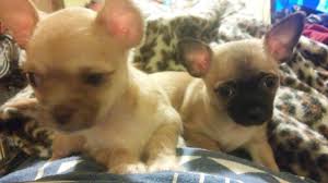 Below you will find michigan breeders, michigan rescues, michigan shelters and michigan humane society organizations that will help you find the perfect teacup chihuahua puppy or dog for your family. Chihuahua Puppies For Sale In Holland Michigan Classified Americanlisted Com