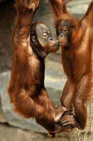 Pin By Alejandra Quevedo On Bless The Beasts The Children Animals Animals Friends Funny Animals