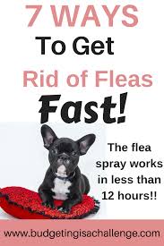 The heat and cleaning fluids these machines use in cleaning work to kill fleas in all stages of life, making them very effective in. How To Get Rid Of Fleas In A House Fast Budgeting Is A Challenge Fleas Dog Flea Remedies Flea Remedies