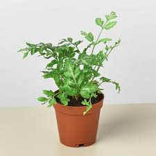 Image result for Pteris