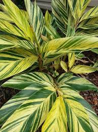 Variegated Shell Ginger Plant Alpinia Zerumbet Variegata Tropical Looking Large Leaf Foliage With Bright Striped Leaves Yellow Plants Plants Ginger Plant