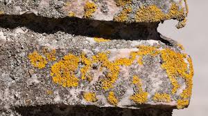 Schwarze punkte auf der stirn, der nase und dem kinn. Flechten Entfernen Mit Diesen Naturlichen Hausmitteln Gelingt Es Utopia De