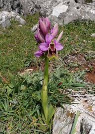 Image result for Ficalhoa