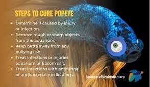 If your betta is swimming sideways along the gravel and otherwise seems check for sores, bulging eyes, white spots, fuzzy areas, fin rot or other signs that your betta may be fighting a disease. Betta Fish Popeye How To Cure Treat And Identify Popeye