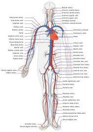 Bad Circulation Am I A Victim Human Circulatory System Medical Anatomy Anatomy And Physiology