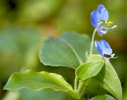 Image result for Commelina nyasensis