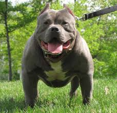 Pit bull apbt pit bull terrier americano país de origem estados unidos: Pitbull American Pit Bull Terrier Information Images K9 Research Lab