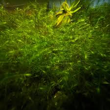 Image result for Rotala fontinalis