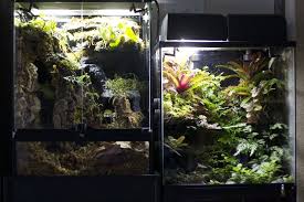 Vivarium Lighting Project Oneillscrossing Com Vivarium Terrarium Reptile Terrarium