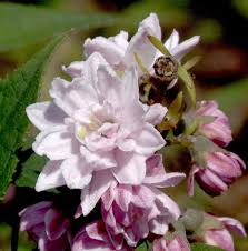 Image result for Deutzia hybrida Pink Pompon