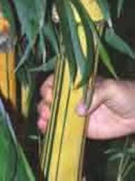 Image result for Bamboo Yellow 1958 Imperial