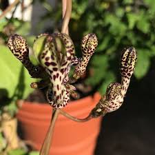 Maybe you would like to learn more about one of these? East Coast Cactus On Instagram Ceropegia Crassifolia Plants Succulents Ceropegia Ceropegiacrassifolia Viningplants Vining Succulents Plants Flowers