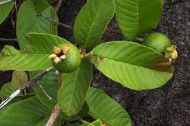 Image result for Psidium guajava