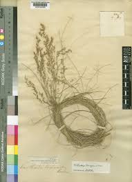 Image result for Trichopteryx stolziana