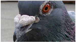 Makanan anak burung dara yang baru menetas. Mengapa Kita Tak Pernah Melihat Bayi Merpati Bbc News Indonesia