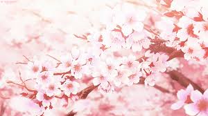 Cherry wallpapers for 4k, 1080p hd and 720p hd resolutions and are best suited for desktops, android phones, tablets, ps4 wallpapers. Cherry Blossoms Spring Nature Gif Cool Download Hd Wallpapers