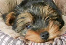 The akc (american kennel club) had previously listed the minimum weight of a yorkshire terrier as 4 pounds (1.81 kg). Yorkshire Terrier Information Center Yorkie Growth Chart