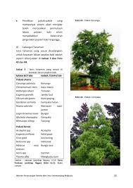 Pokok merawan siput jantan dengan nama saintifiknya hopea odorata. Penyediaan Laluan Pejalan Kaki By R D Jpbd Issuu
