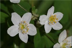 Image result for Isopyrum nipponicum