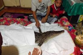 Check spelling or type a new query. Makassar Digemparkan Buaya Jadi Jadian Begini Perlakuan Warga