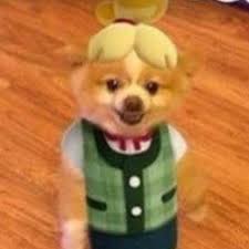 Maybe you would like to learn more about one of these? Isabelle Except She S An Actual Dog Animalcrossing
