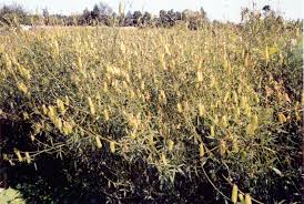 Image result for Crotalaria ochroleuca