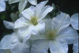 Check spelling or type a new query. John Huxtable Donahue S Greenhouse